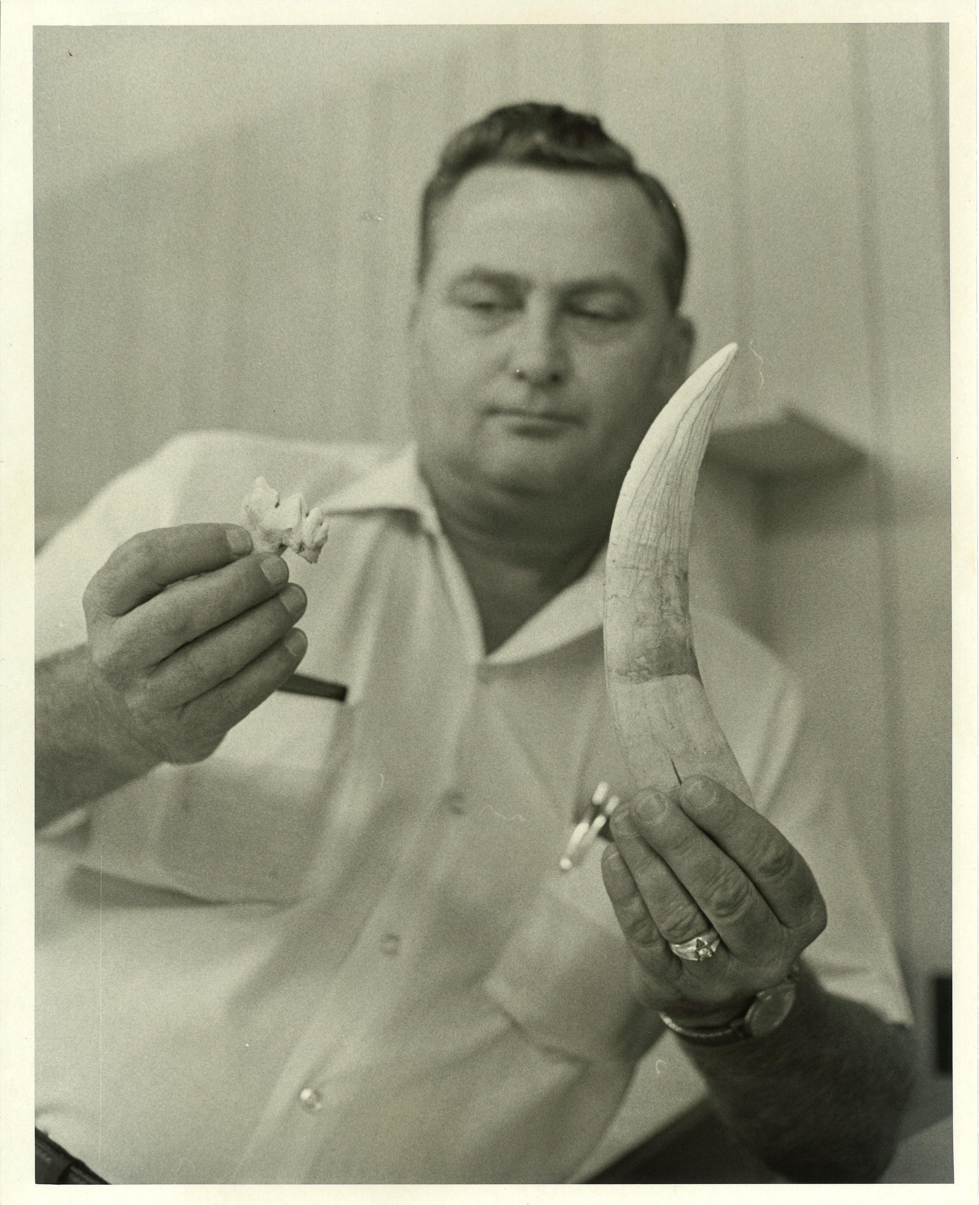 Mr. Paul Krambeck holding tooth from Saber-Tooth Tiger uncovered during excavation of First American National Bank and Office Building 1971.