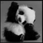 Panda cub avatar
